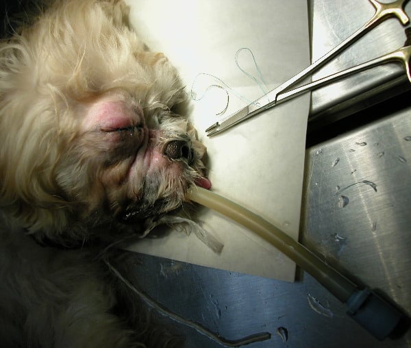 1221Singapore veterinary education shih tzu corneal injuries eye ulcer