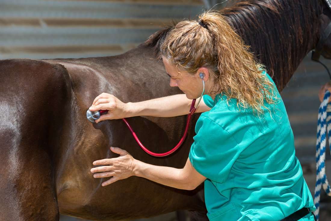 4 Common Causes of Hindgut Ulcers in Horses [How to Treat ...