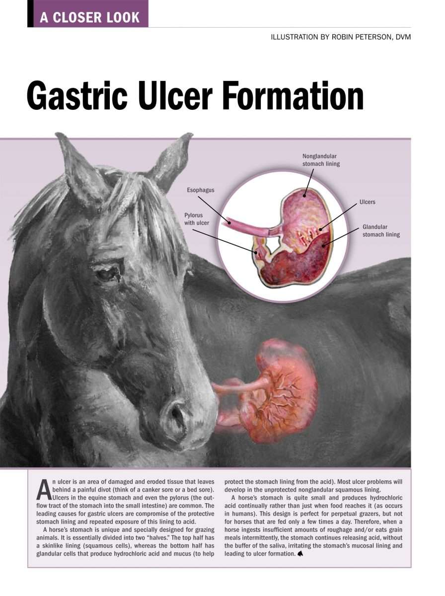 A Closer Look: Gastric Ulcer Formation  The Horse