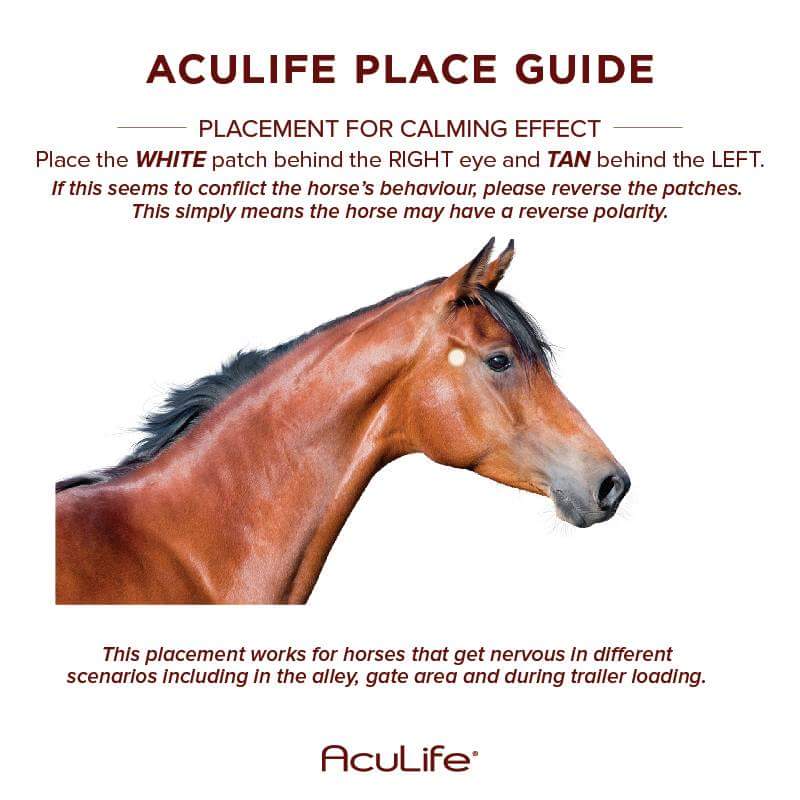 Acupressure Points For Ulcers In Horses