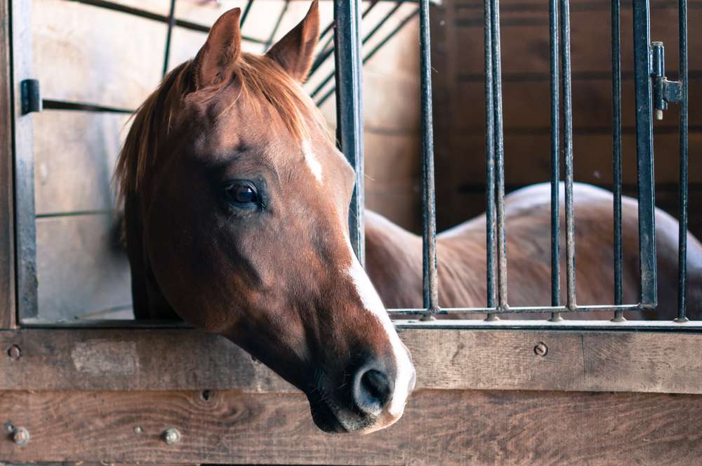 Best Grain for Horses with Ulcers