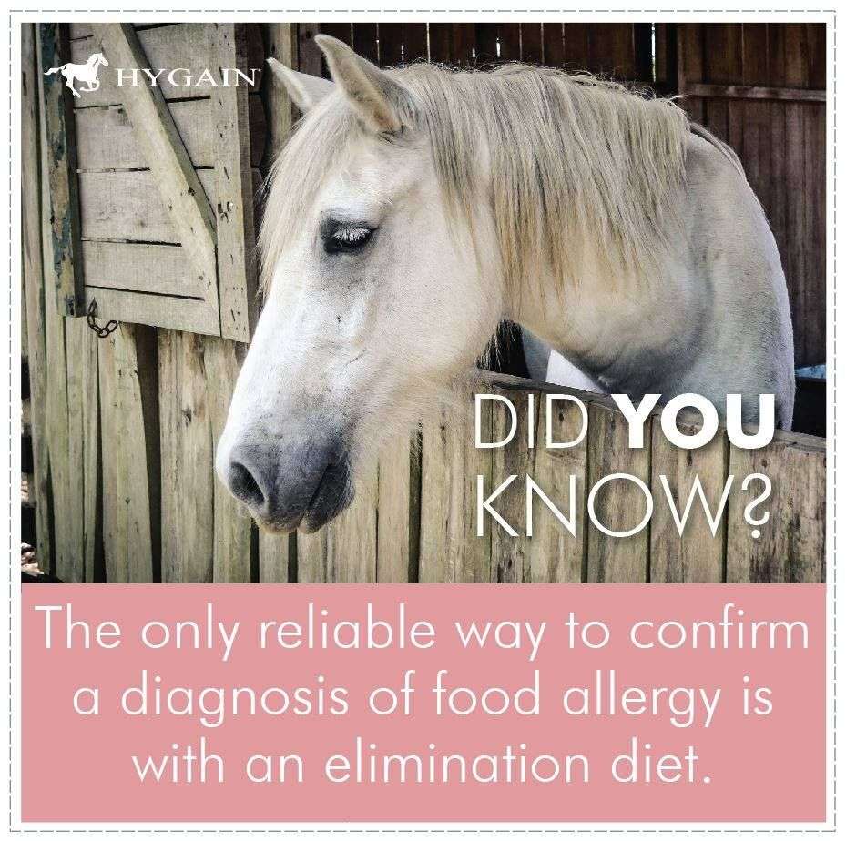 Diet For Horse With Ulcers