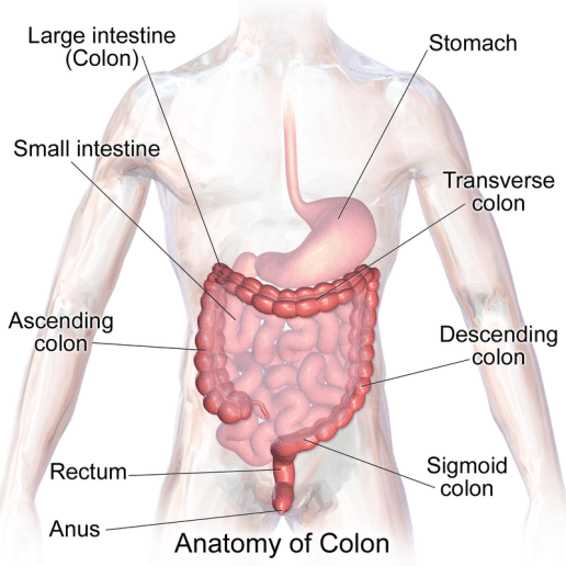 Difference Between Colitis and Ulcerative Colitis