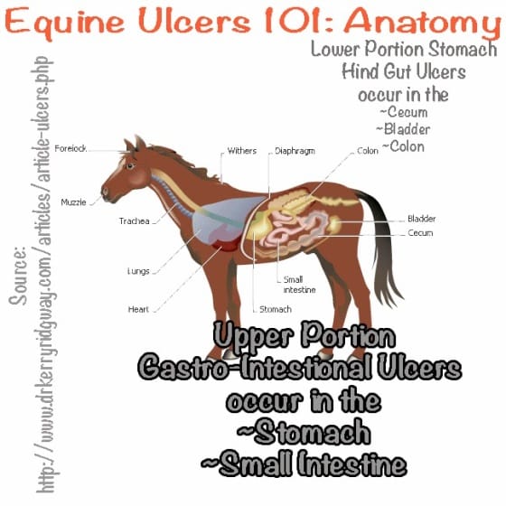 Equine Ulcers 101
