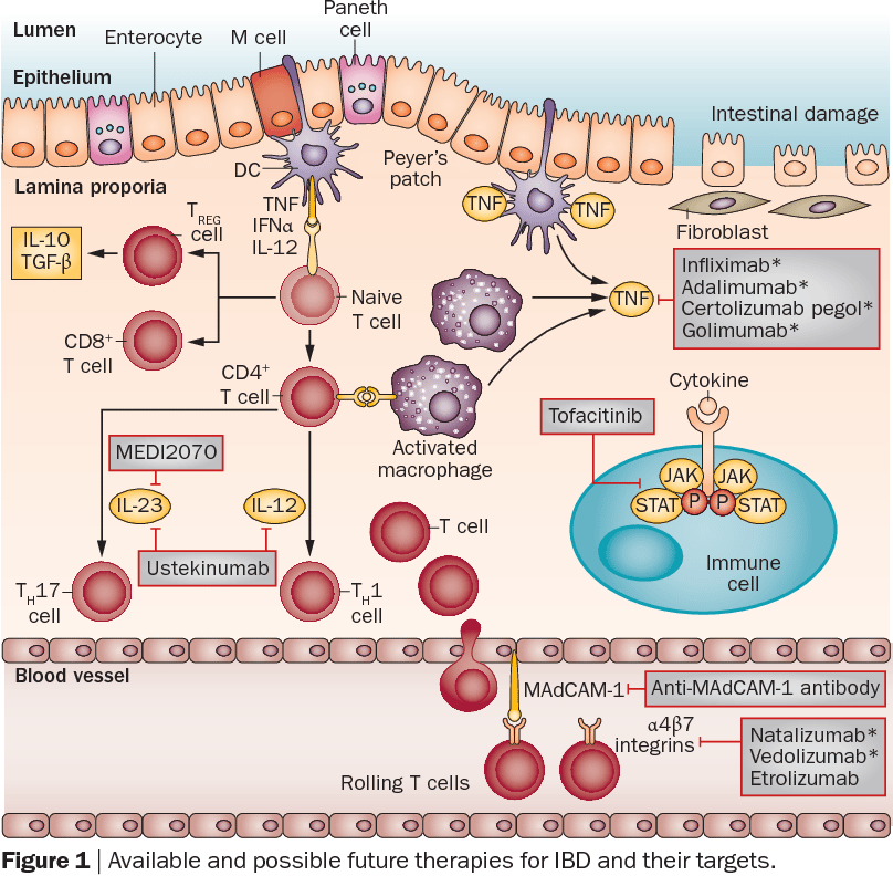 Figure 1 from Biologic agents for IBD: practical insights