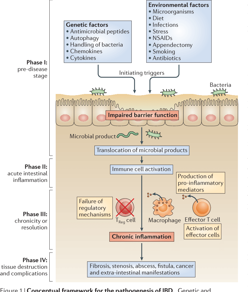 Figure 1 from Cytokines in inflammatory bowel disease