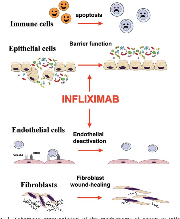 Figure 1 from Mechanisms of action of infliximab in inflammatory bowel ...
