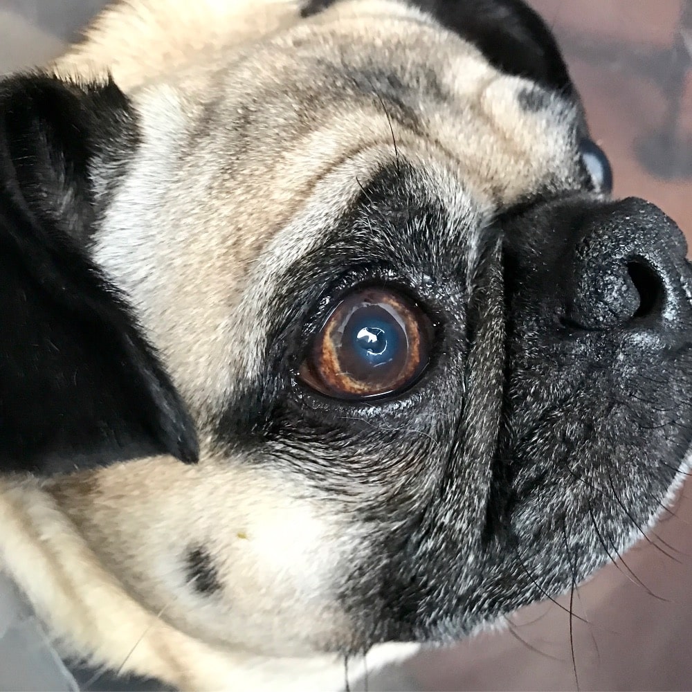 Fundraiser by Michelle Thornton : Pugsley