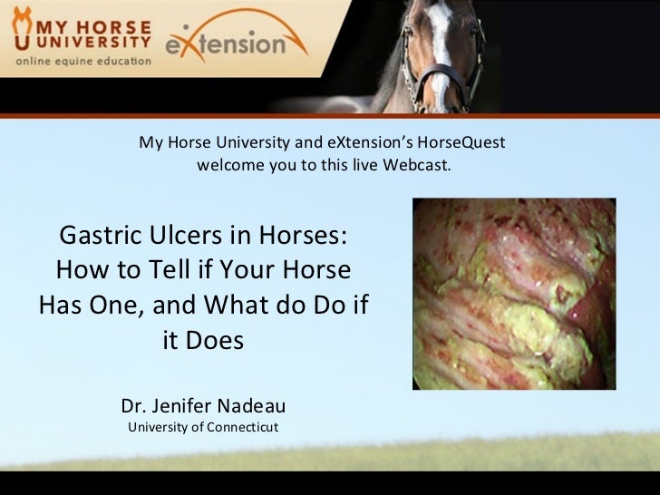 Gastric Ulcers: How to Tell if Your Horse Has One, and What to Do if