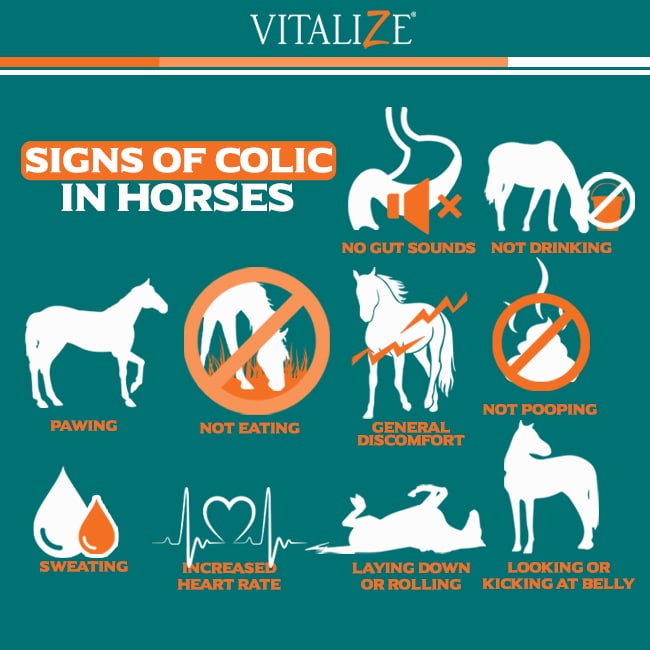Gastric Ulcers in Horses: Signs, Symptoms, and Care for Gastric Ulcers ...