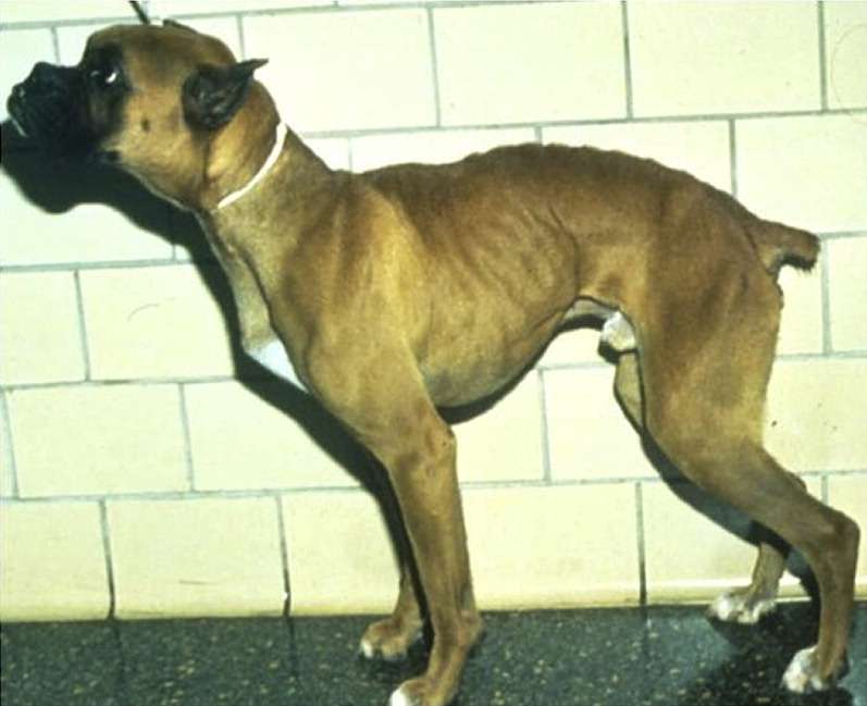 Granulomatous Colitis of Boxer Dogs