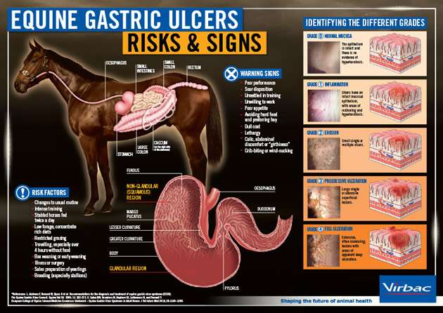 Home Remes For Gastric Ulcers In Horses