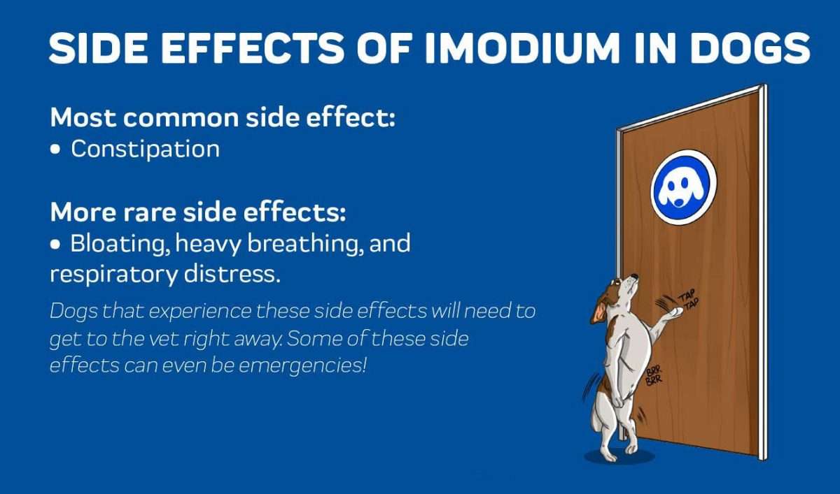 Imodium For Dogs: A Full Explanation â Innovet Pet