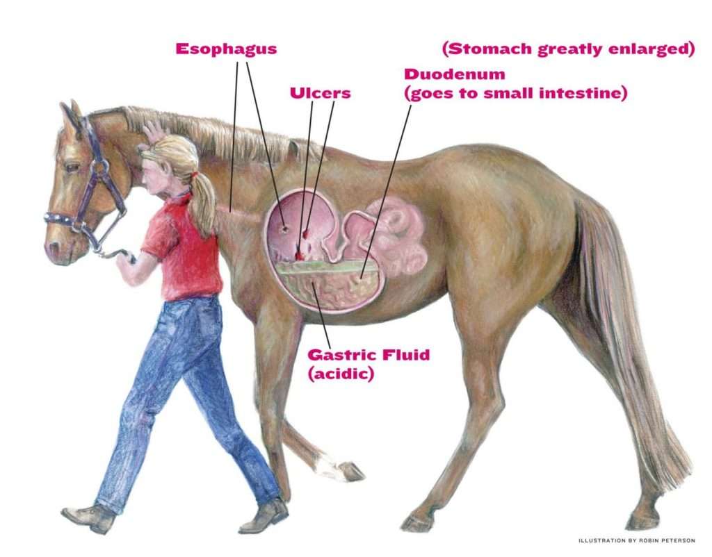Tackling Equine Gastric Ulcer Syndrome  Vet Practice News