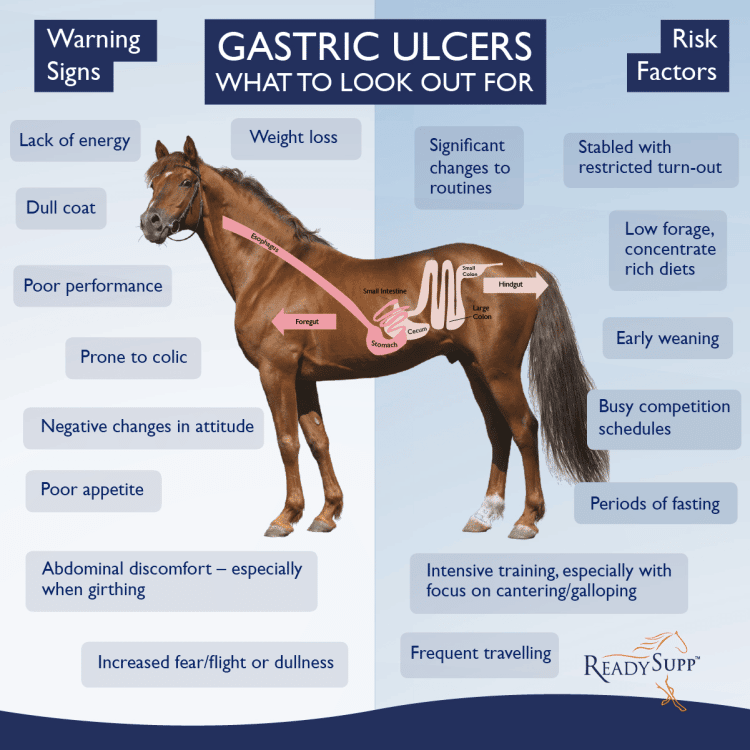What effect do GASTRIC ULCERS have on the horse and its MUSCULAR SYSTEM ...